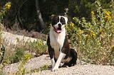 BOULEDOGUE AMERICAIN 390